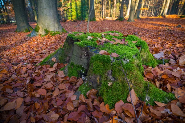 Vecchio Tronco Albero Tagliato Coperto Muschio Una Foresta Autunnale — Foto Stock