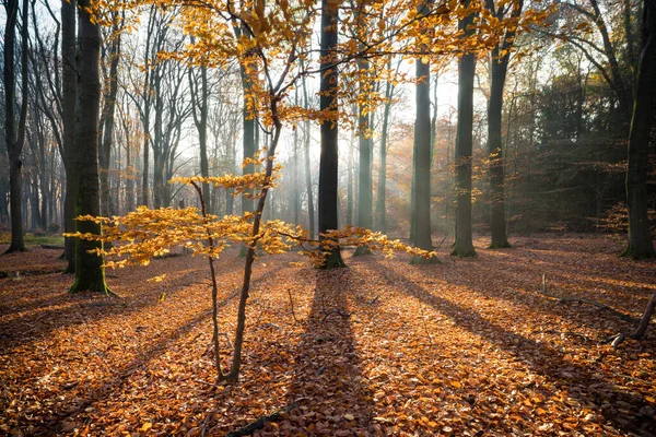 Sole Splende Attraverso Alberi Autunnali Una Foresta — Foto Stock