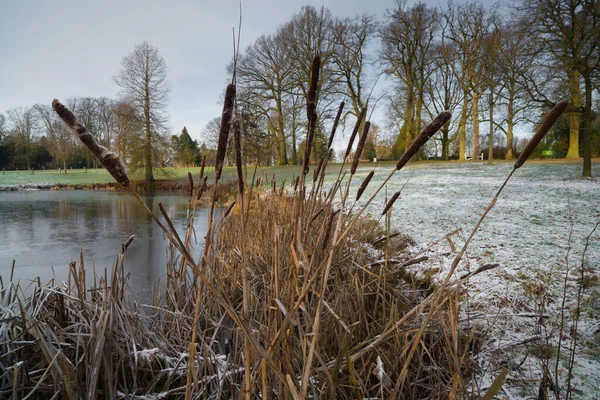 Пелюстки Бульбашки Typha Latfolia Біля Річки — стокове фото