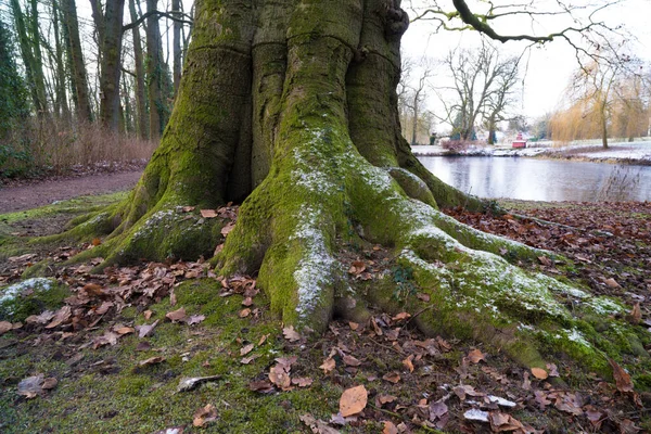 Große Buche Mit Enormen Wurzeln Winter — Stockfoto