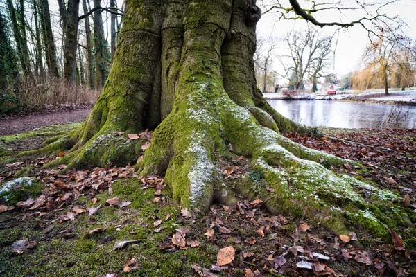 Stort Bokträd Med Enorma Rötter Vintern — Stockfoto