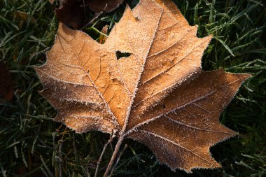 Çimenlerde buz kristalleri olan sonbahar akçaağaç yaprağı.