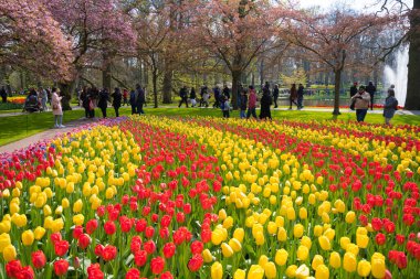 LISSE, NETHERLANDS - 14 Nisan 2019: Keukenhof, Güney Hollanda 'daki dünyanın en büyük çiçek ve lale bahçesi parkı.