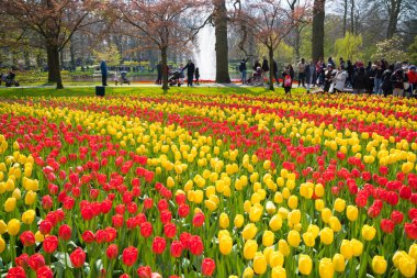 LISSE, NETHERLANDS - 14 Nisan 2019: Keukenhof, Güney Hollanda 'daki dünyanın en büyük çiçek ve lale bahçesi parkı.