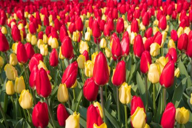 Kırmızı ve sarı lalelere yakın çekim