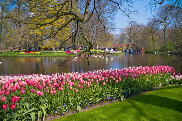 Lisse Netherlands April 2019 Flowerbeds Keukenhof World Largest Flower Tulip — Stock Photo, Image