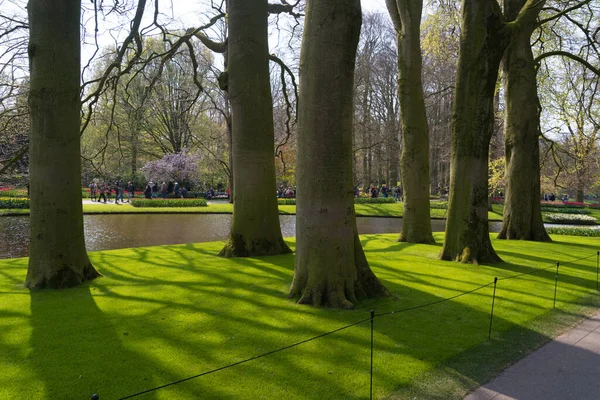 Lisse Países Bajos Abril 2019 Grandes Árboles Keukenhof Parque Jardín —  Fotos de Stock