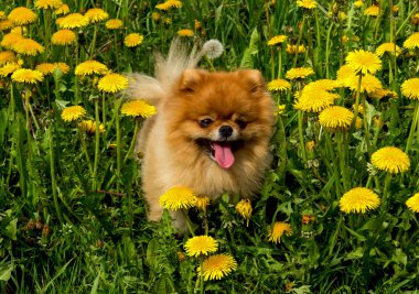 Tüylü köpek Pomeranian Spitz Surround bir bahar parkta oturan