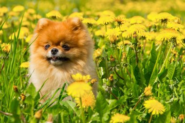 Tüylü köpek Pomeranian Spitz Surround bir bahar parkta oturan