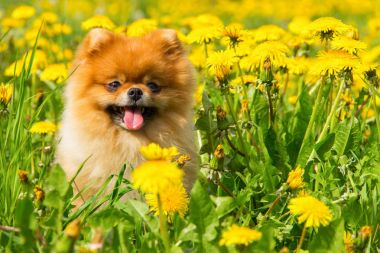 Tüylü köpek Pomeranian Spitz Surround bir bahar parkta oturan