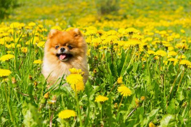Tüylü köpek Pomeranian Spitz Surround bir bahar parkta oturan