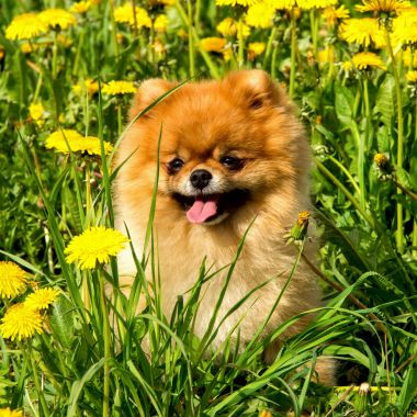 Tüylü köpek Pomeranian Spitz Surround bir bahar parkta oturan