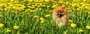 Tüylü köpek Pomeranian Spitz Surround bir bahar parkta oturan