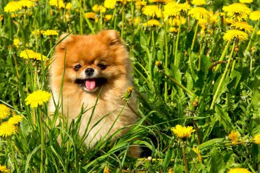 Tüylü köpek Pomeranian Spitz Surround bir bahar parkta oturan