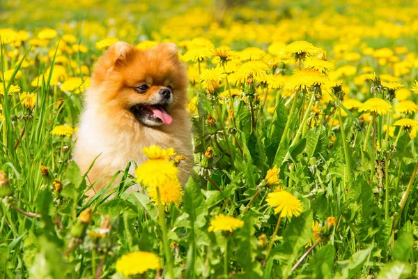 Tüylü köpek Pomeranian Spitz Surround bir bahar parkta oturan