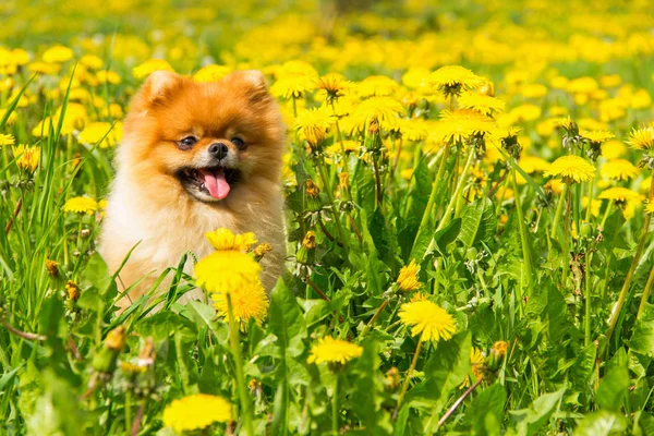 Tüylü köpek Pomeranian Spitz Surround bir bahar parkta oturan