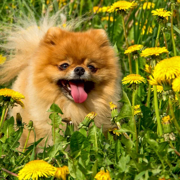 Tüylü köpek Pomeranian Spitz Surround bir bahar parkta oturan