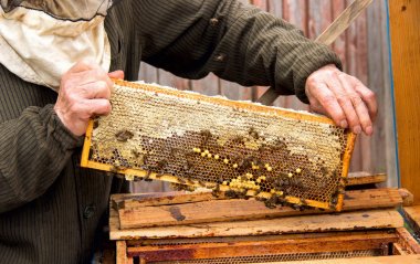 Arıcı bal toplama sürecinde. Çalışma arılar üzerinde ho