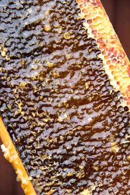 Arıcı, elinde bir çerçeve ile bal peteğin tutar.