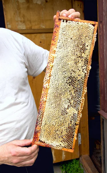 Apicultor sostiene en la mano un marco con panales de miel . — Foto de Stock