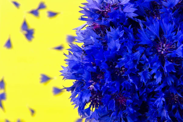 Bouquet de bleuets sur fond jaune . — Photo