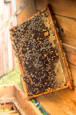 Arıcı bal toplama sürecinde. Çalışma arılar üzerinde ho