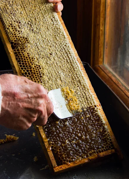 Včelařství. Včelař odstraní vosková víčka z voštiny b — Stock fotografie
