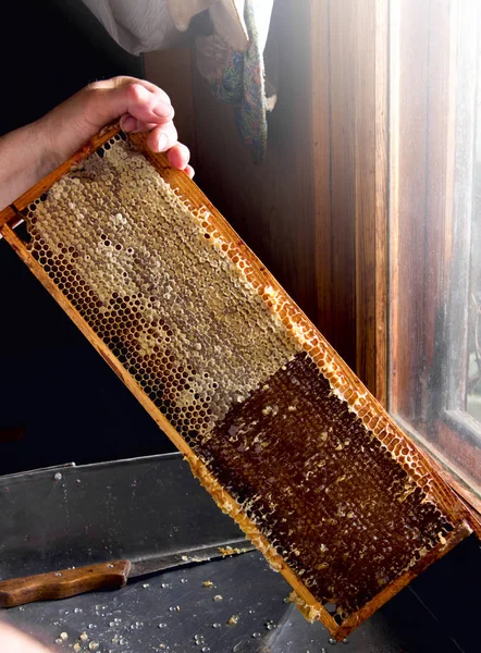 Arıcılık. Arıcı balmumu kapakları peteğin B'den kaldırır.