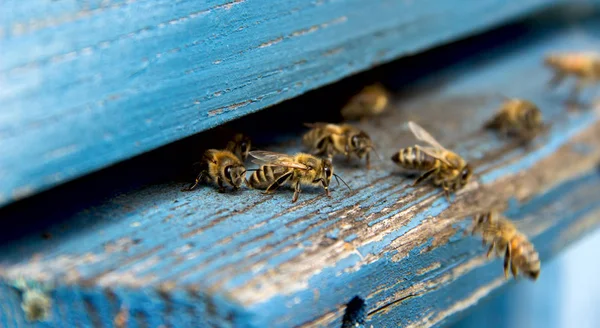 Leben der Bienen. Arbeitsbienen. die Bienen bringen Honig. — Stockfoto