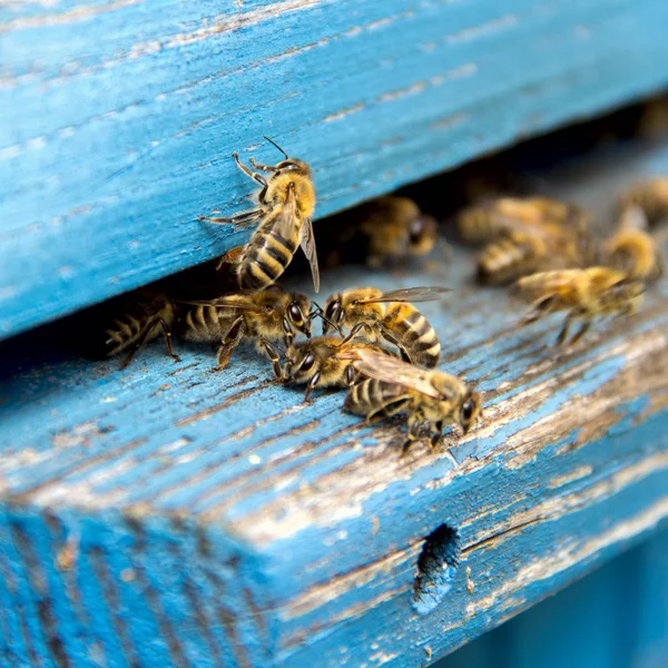 La vida de las abejas. Abejas obreras. Las abejas traen miel . —  Fotos de Stock