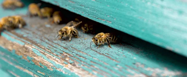 꿀벌의 생활입니다. 작업자 꿀벌입니다. 꿀벌은 꿀을가지고. — 스톡 사진