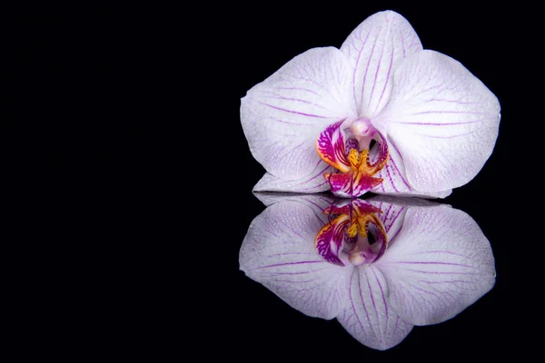 Une fleur d'orchidée avec des gouttes d'eau et réflexion sur un bac noir — Photo