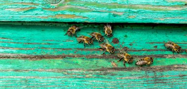 İşçi arılar ömrünü.