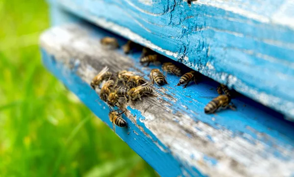 La vida de las abejas. Abejas obreras. Las abejas traen miel . —  Fotos de Stock