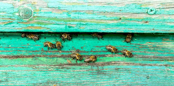 Życia pszczół. Pszczół robotnic. Pszczoły przynieść miód. — Zdjęcie stockowe