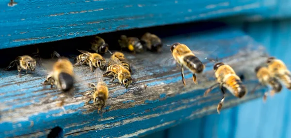 작업자 꿀벌의 생활. — 스톡 사진
