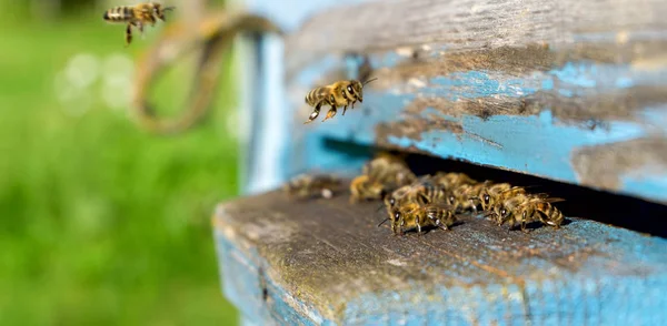 Život včely dělnice. Včely přinášejí med. — Stock fotografie