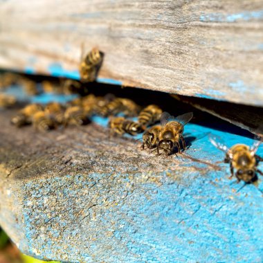 İşçi arılar hayatı. Arıların bal getir.