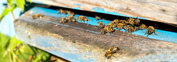 La vida de las abejas obreras. Las abejas traen miel . — Foto de Stock