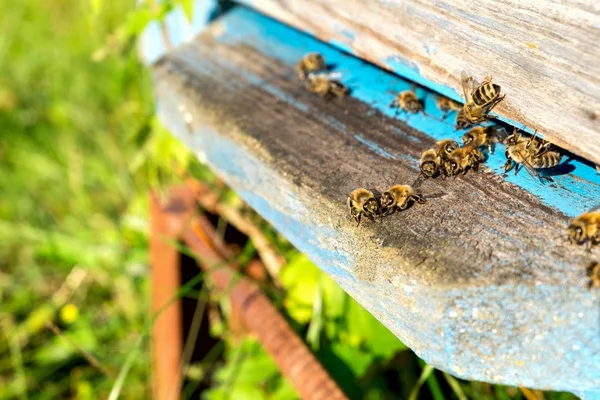 La vida de las abejas obreras. Las abejas traen miel . —  Fotos de Stock