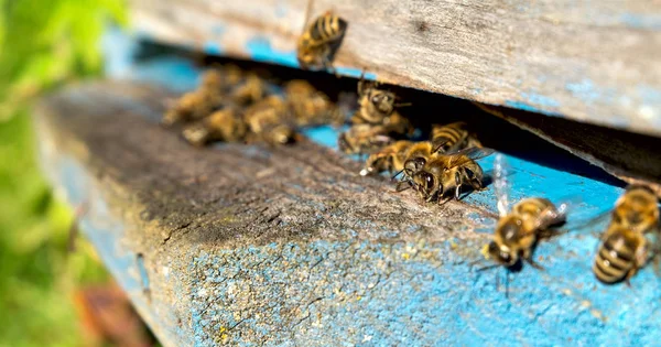 La vida de las abejas obreras. Las abejas traen miel . —  Fotos de Stock