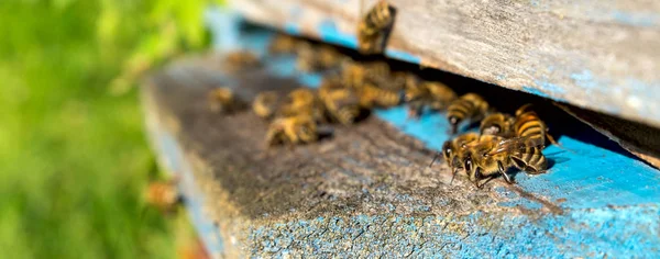 Život včely dělnice. Včely přinášejí med. — Stock fotografie
