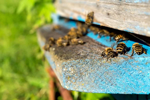 작업자 꿀벌의 생활입니다. 꿀벌은 꿀을가지고. — 스톡 사진
