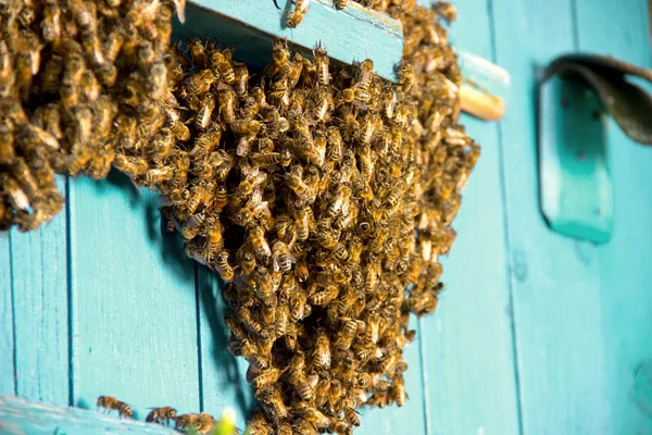 Die Bienen bringen Honig. das Leben der Arbeitsbienen. Getöntes Image. — Stockfoto