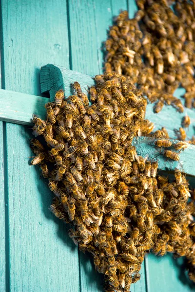 Las abejas traen miel. La vida de las abejas obreras. Imagen tonificada . —  Fotos de Stock