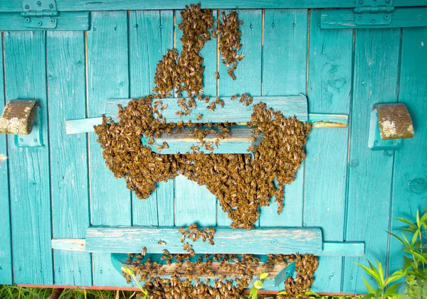 Die Bienen bringen Honig. das Leben der Arbeitsbienen. Getöntes Image. — Stockfoto