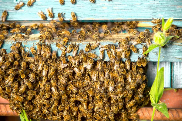 Mehiläiset tuovat hunajaa. Työläismehiläisten elämää. Sävytetty kuva . — kuvapankkivalokuva