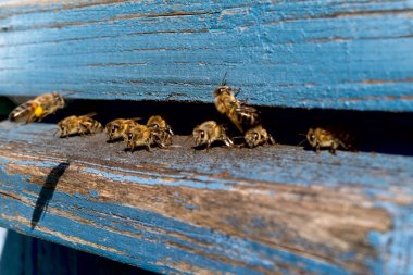 İşçi arılar hayatı. Arıların bal getir.