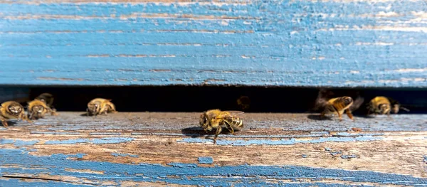 작업자 꿀벌의 생활입니다. 꿀벌은 꿀을가지고. — 스톡 사진