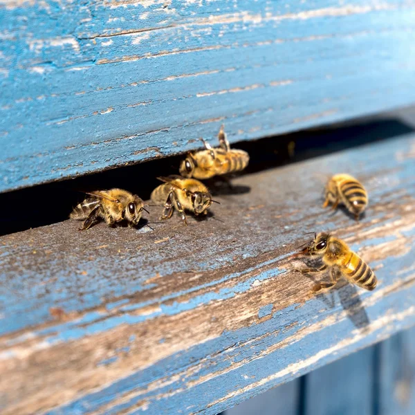 Das Leben der Arbeitsbienen. die Bienen bringen Honig. — Stockfoto